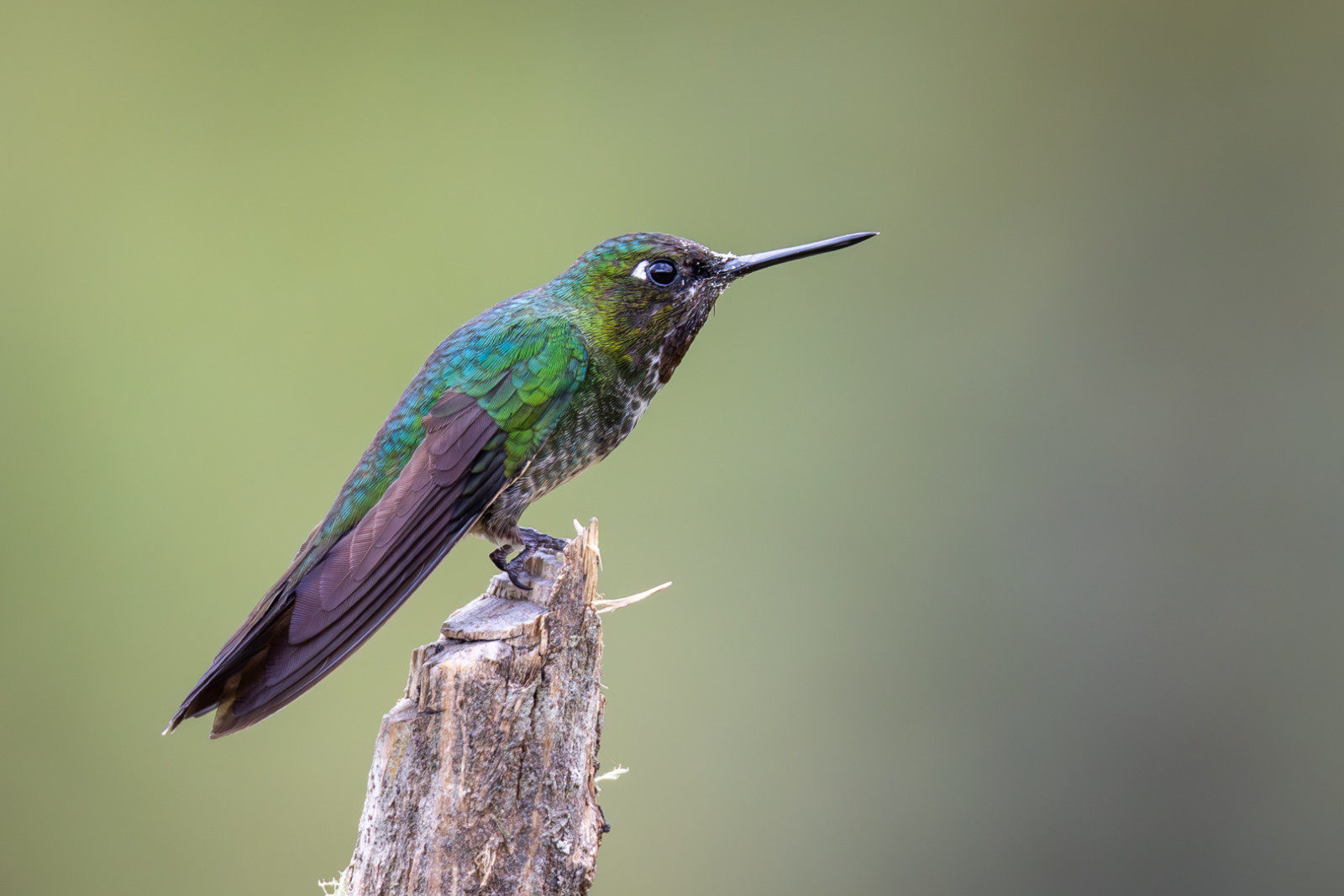 image Tourmaline Sunangel